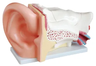 Big Ear Anatomy Model: The Mysterious Door to Uncovering the Mysteries of the Ear